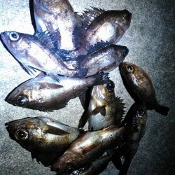 レガーメ　牙突